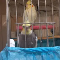 عروس هلندی سالم ۳ تا|پرنده|باقرشهر, |دیوار