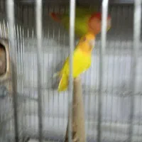 طوطی برزیلی مولد نژاد اوپال اورنج فیس