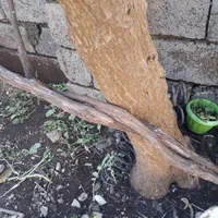 گل یوکا|گل و گیاه طبیعی|لاهیجان, آهندان|دیوار