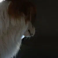 گم شده حیوانات|حیوانات|مشهد, خواجه ربیع|دیوار