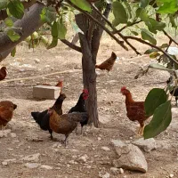 فروش مرغ و خروس و غاز محلی