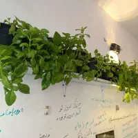 معاوضه یخ با پتوس