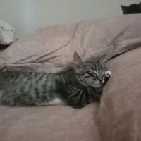 واگذاری گربه|گربه|بیرجند, |دیوار