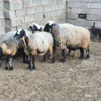 میش داشتی درجه یک عطیقه|حیوانات مزرعه|شیراز, شاپورجان|دیوار