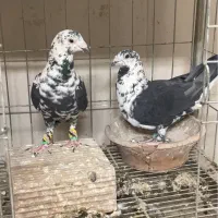 کبوتر پلاکی