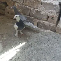 کفتر کبوتر