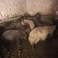 گوسفند|حیوانات مزرعه|لالجین, |دیوار