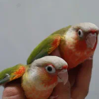 دو عدد اناناسی دبل رد