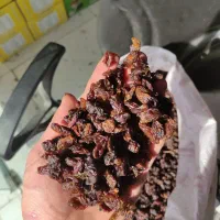 گله آفتابی کاشمر با ضمانت جواب دهی مخصوص آبگیری