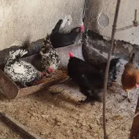 مرغ و خروس|حیوانات مزرعه|ساوه, |دیوار