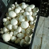 قارچ عمده و خرده|خوردنی و آشامیدنی|تهران, شادآباد|دیوار