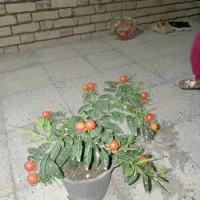 گل گیاه|گل و گیاه طبیعی|سبزوار, پیروزی|دیوار