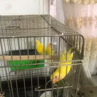 طوطی برزیلی سه ماهه