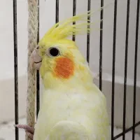 عروس هلندی مولد و قفس و جوجه