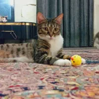 گربه رنگارنگ|گربه|تهران, پرواز|دیوار