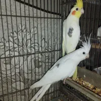 عروس هلندی تک خال