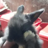 توله خرگوش لووپ اصیل|موش و خرگوش|بردسیر, |دیوار