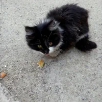 گربه|گربه|تبریز, |دیوار