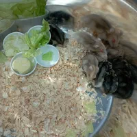 همستر روسی دونه ای ۱۰۰ تومن|موش و خرگوش|کرج, گلشهر|دیوار