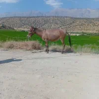 یاسوج  گوساله گاو قاطر