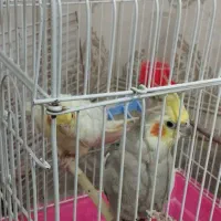 جفت عروس هلندی