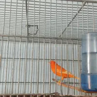 قناری نر مست و ماده آماده|پرنده|بوشهر, |دیوار