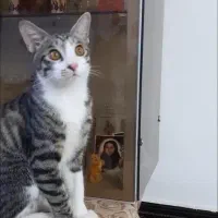 گم شده|حیوانات|سنندج, |دیوار