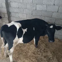 لیشه دورگ محلی