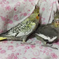 جوجه عروس سالم