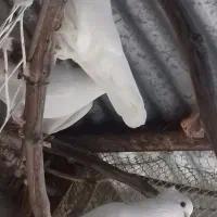 فروش کبوتر|پرنده|کردکوی, |دیوار