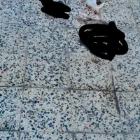 کبوتر تهرانی