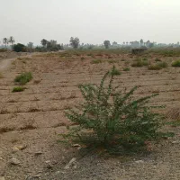 فروش یک هکتار زمین کشاورزی پشته گوربند میناب