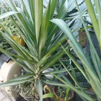 یوکا ابلق قیمت۶۰۰مقطوع