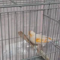 قناری نرجوجه سال