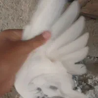 شادگان|پرنده|شادگان, |دیوار