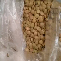 لوبیا چیتی 250 عدس 200