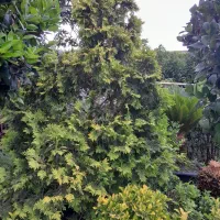 فروش یاس هلندی شمشاد لاوسون تویا لگستروم|خدمات باغبانی و درختکاری|چابکسر, |دیوار