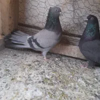 ماده گچی سیاه گرگی|پرنده|شهرکرد, |دیوار