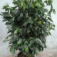 درختچه کنار سالنی