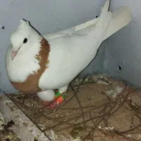 طوقی|پرنده|دزفول, |دیوار