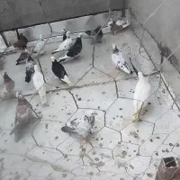 کبوتر|پرنده|شال, |دیوار