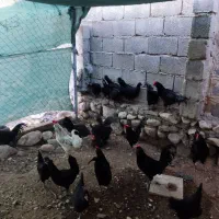 فروش مرغ وخروس محلی اصل|حیوانات مزرعه|خورموج, |دیوار