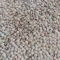 عدس آشی (پلویی ) پزا خوشمزه لعاب دار