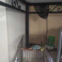 مرغ عشق|پرنده|قم, مسجد امام حسن|دیوار