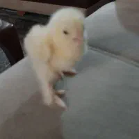 جوجه مرغ برهما