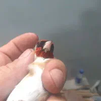 سره نشوندار|پرنده|ری, دولت‌آباد|دیوار