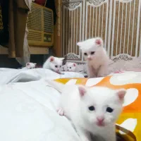 بچه گربه میکس پرشین واسکاتیش|گربه|بابل, |دیوار