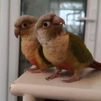 جفت پرنده گرینچیک|پرنده|مشهد, دانشجو|دیوار