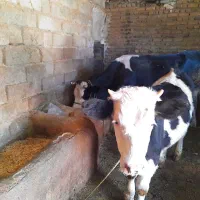 گاوشیری ۵ماه آبستن وگوساله بزرگ سیمینتال