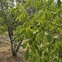 فروش باغچه دشت ارژن  با سند وامکانات کامل|فروش زمین و ملک کلنگی|کازرون, |دیوار